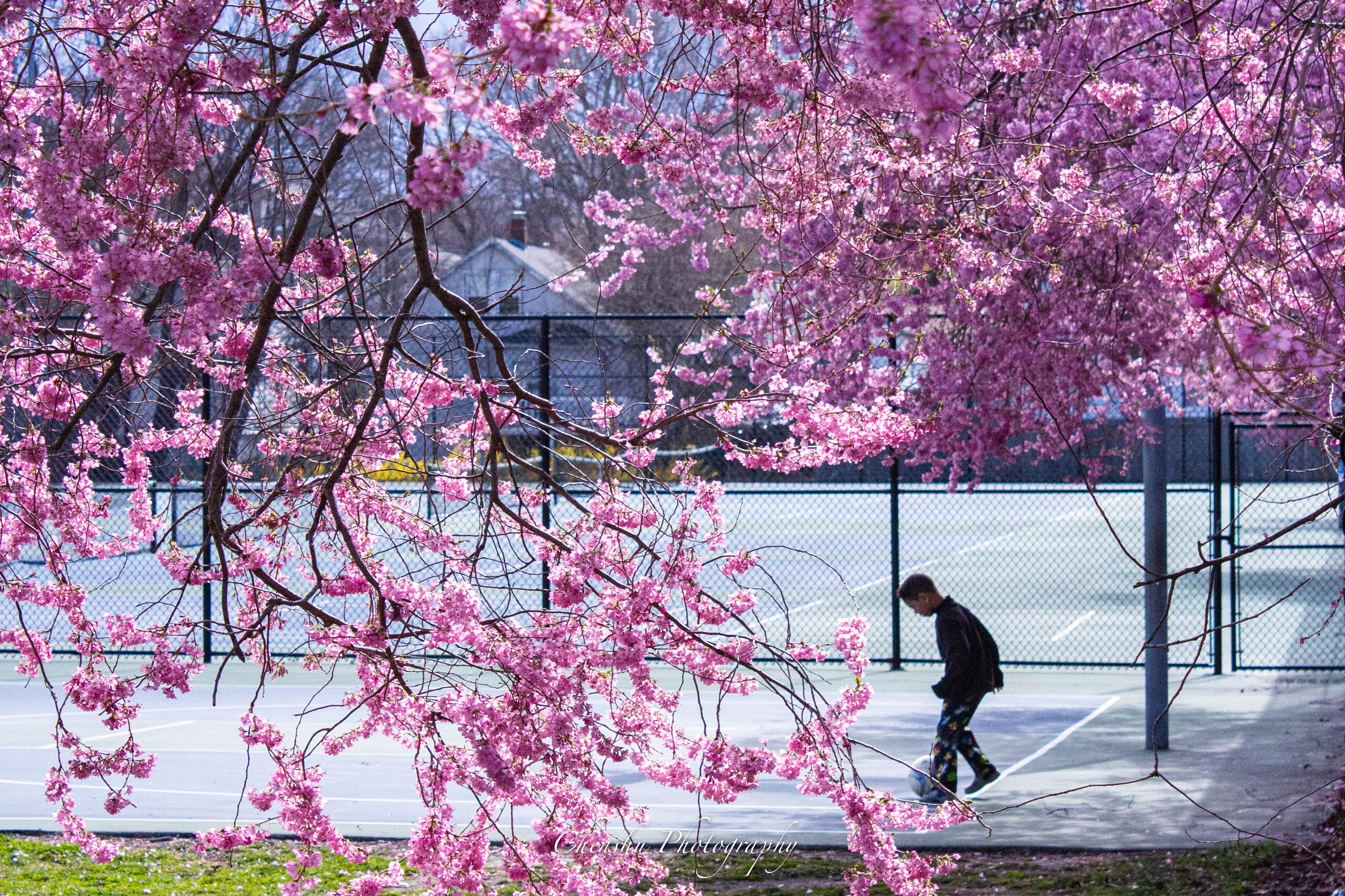 Boston Sakura