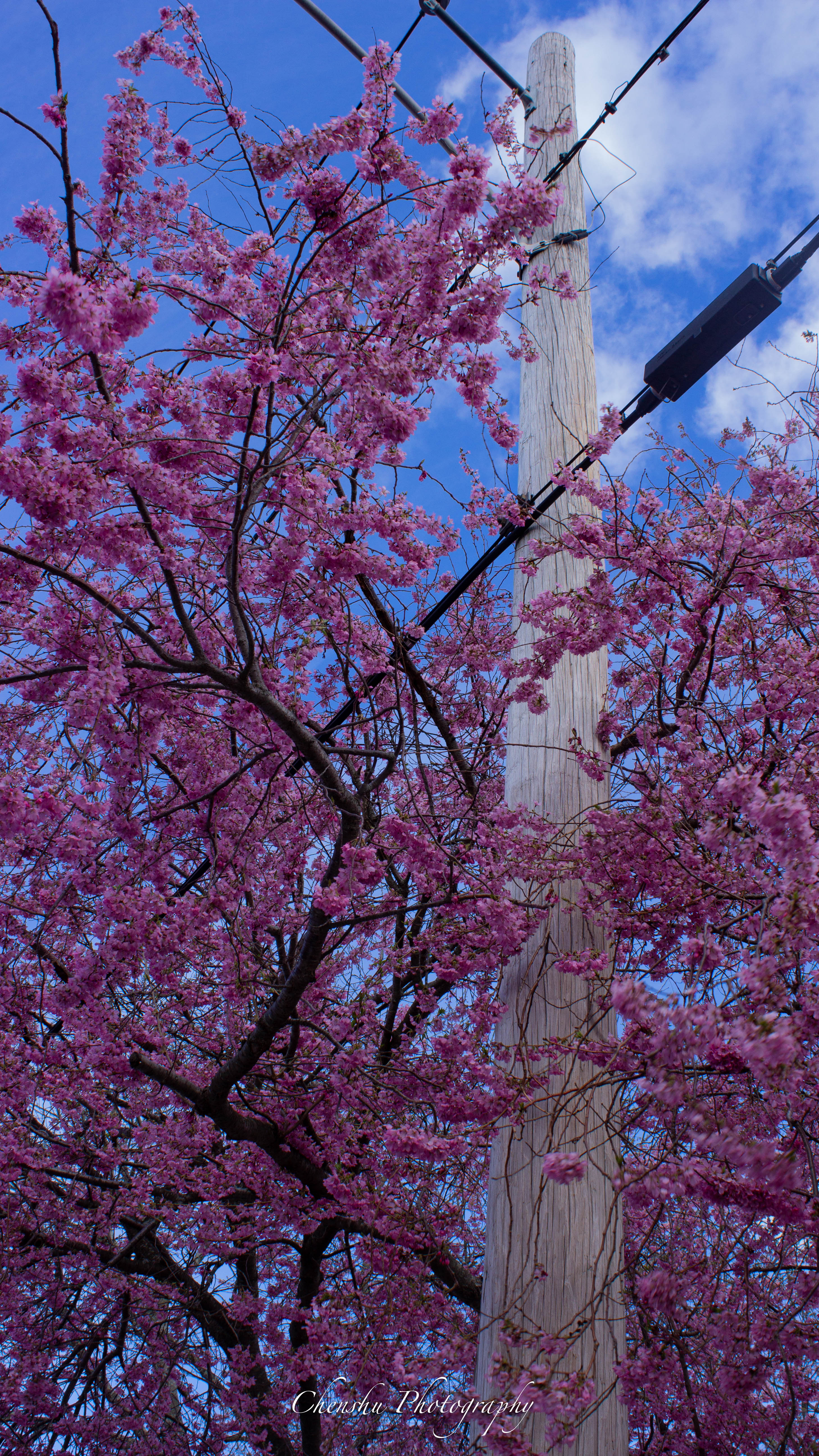 Boston Sakura
