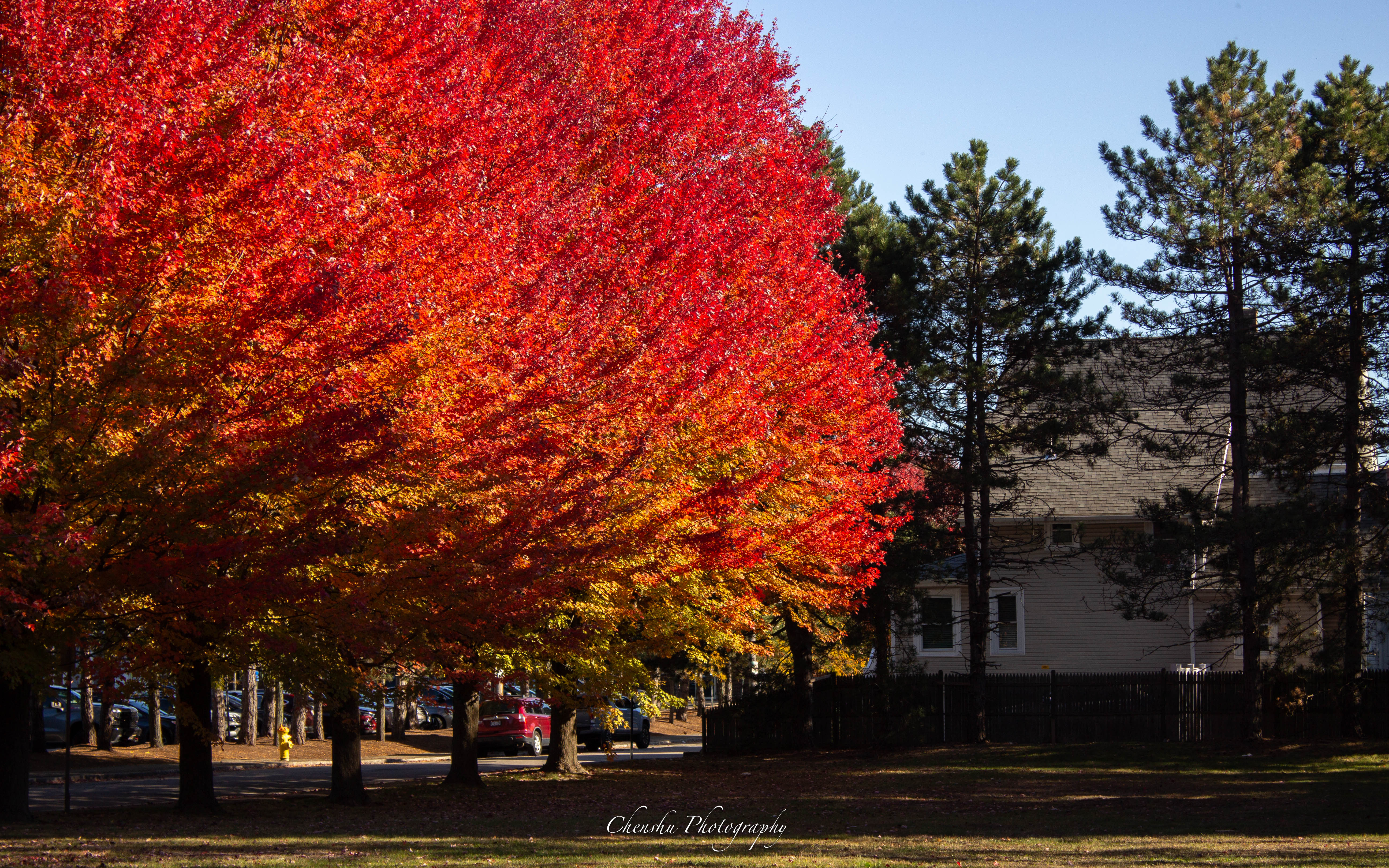 Boston Neighborhood Fall