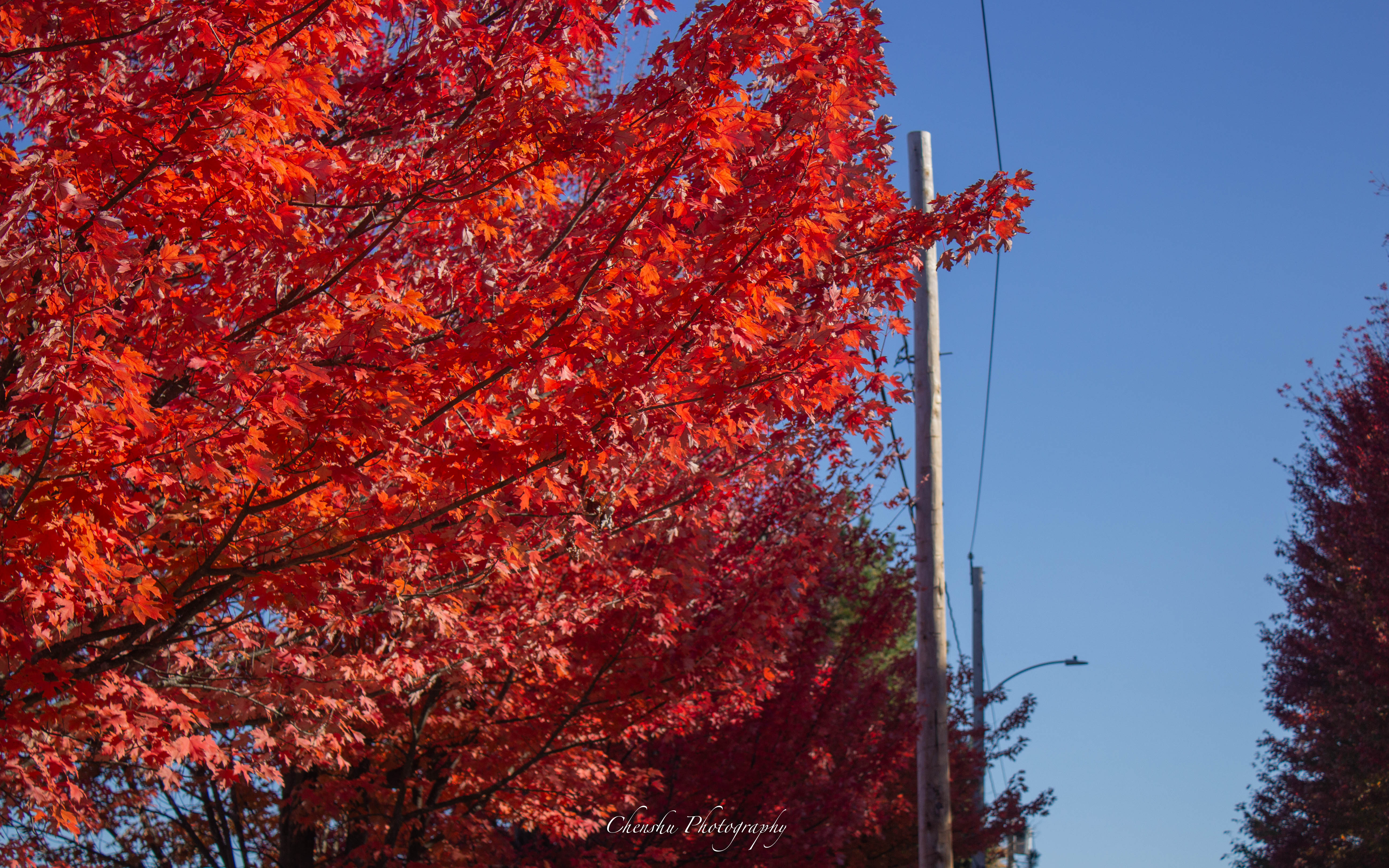 Boston Neighborhood Fall