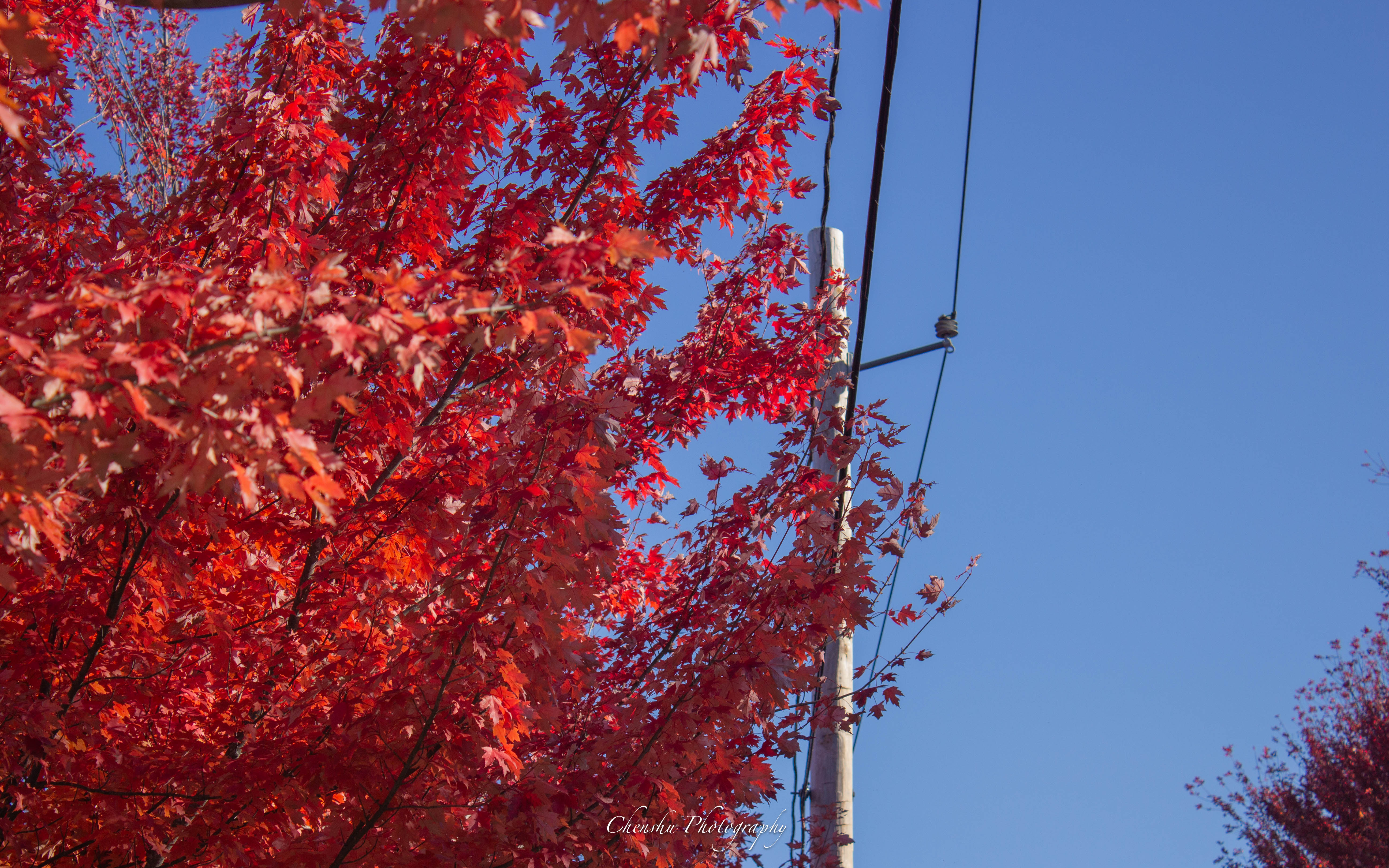 Boston Neighborhood Fall