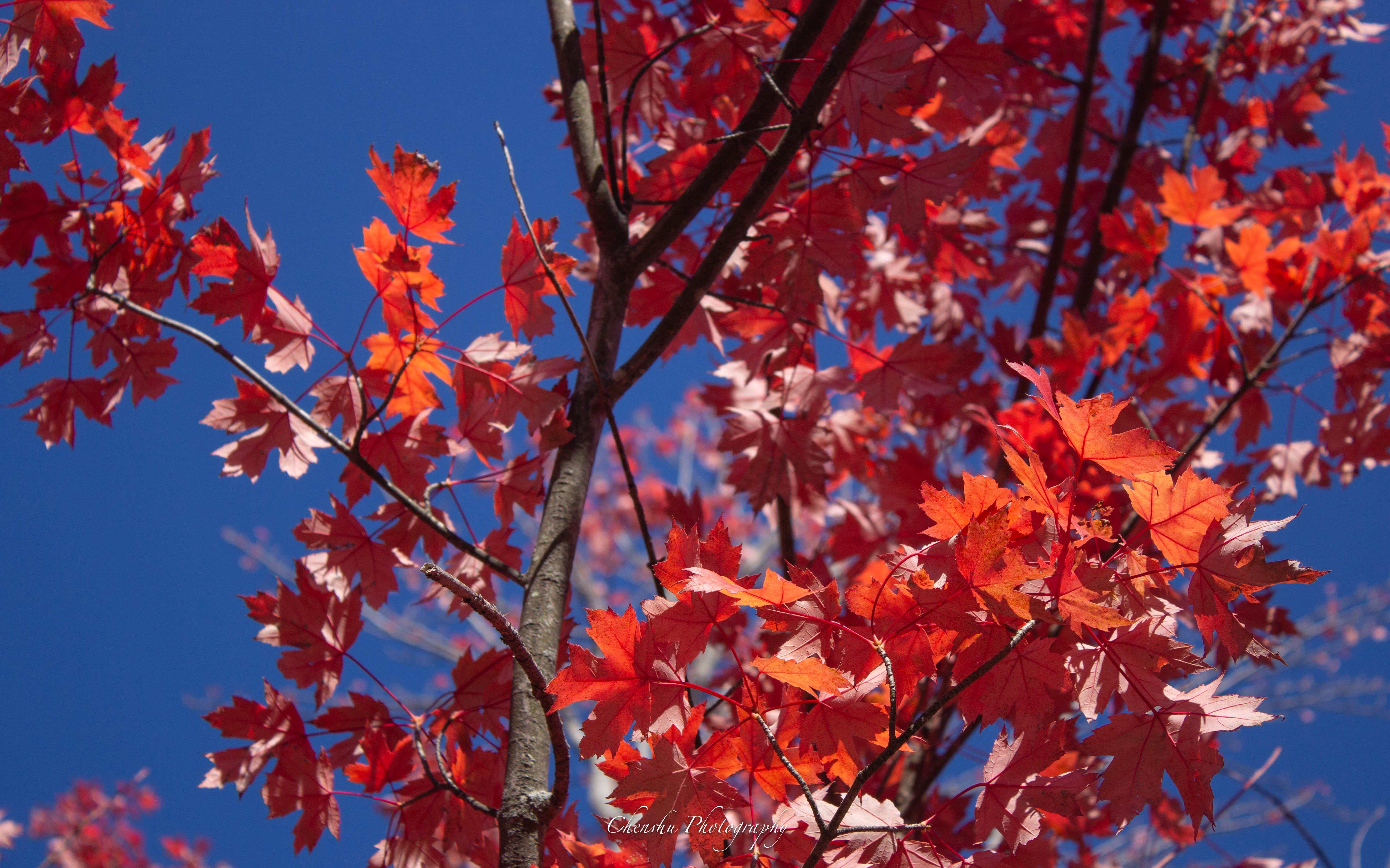 Boston Neighborhood Fall
