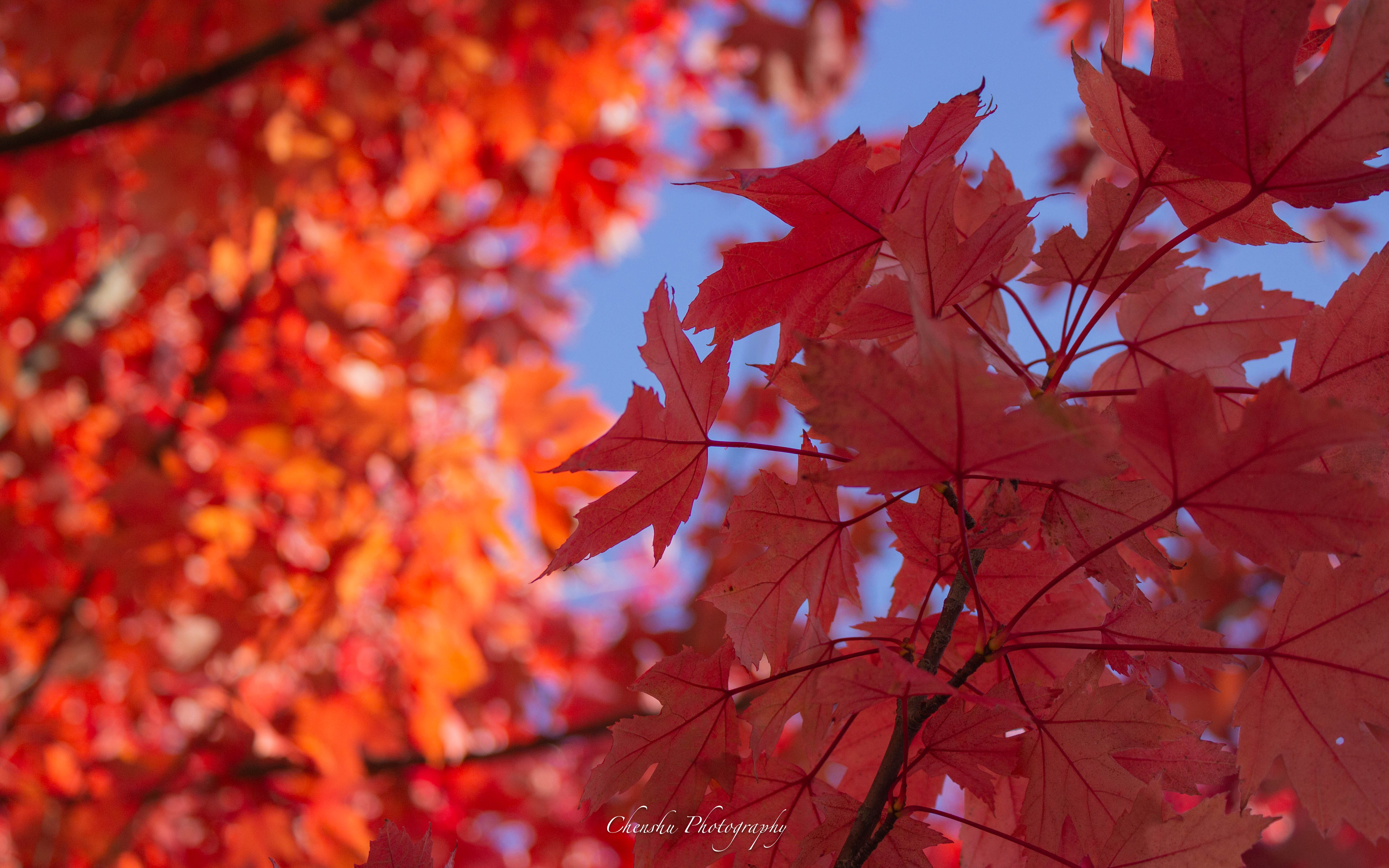 Boston Neighborhood Fall