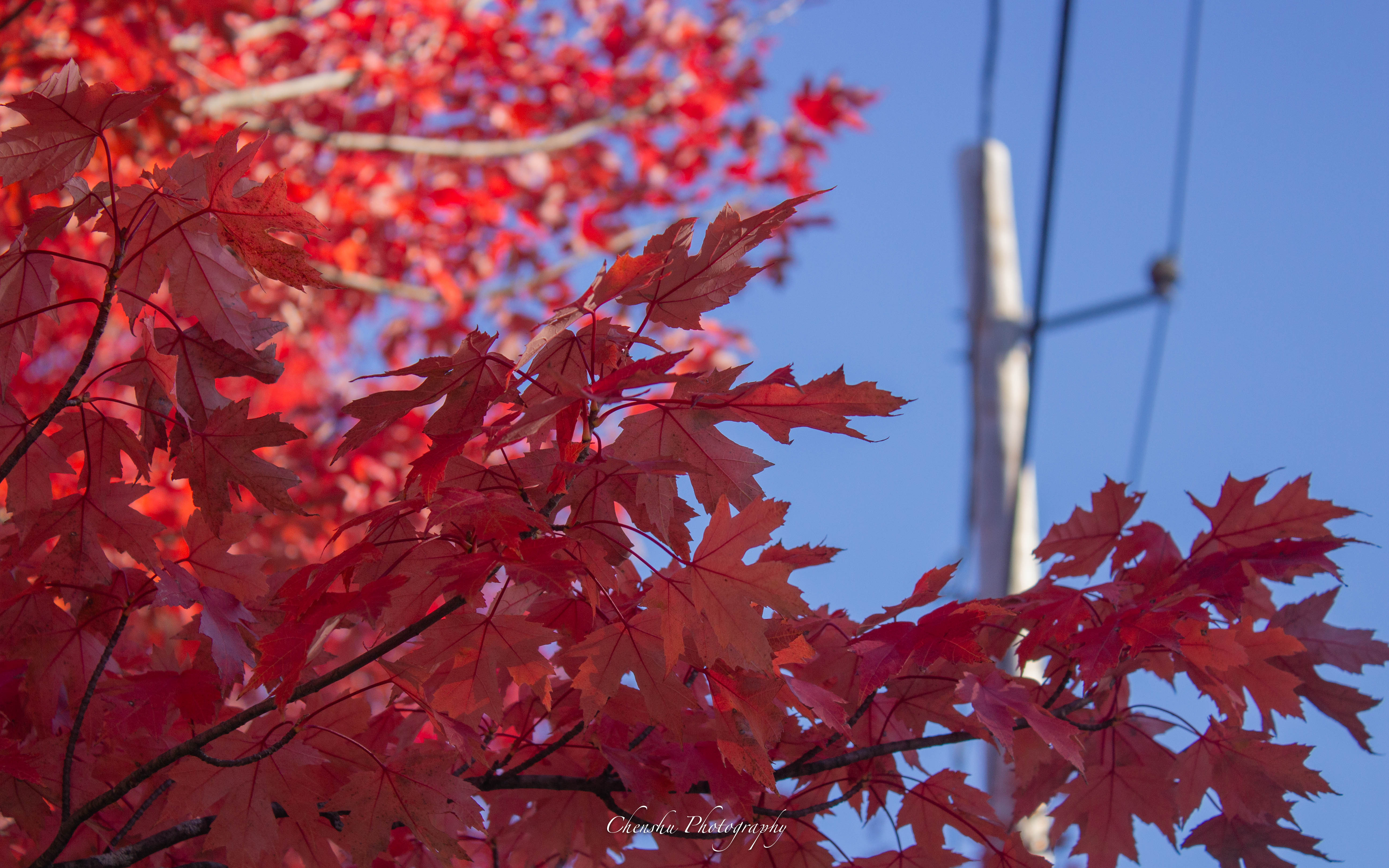 Boston Neighborhood Fall