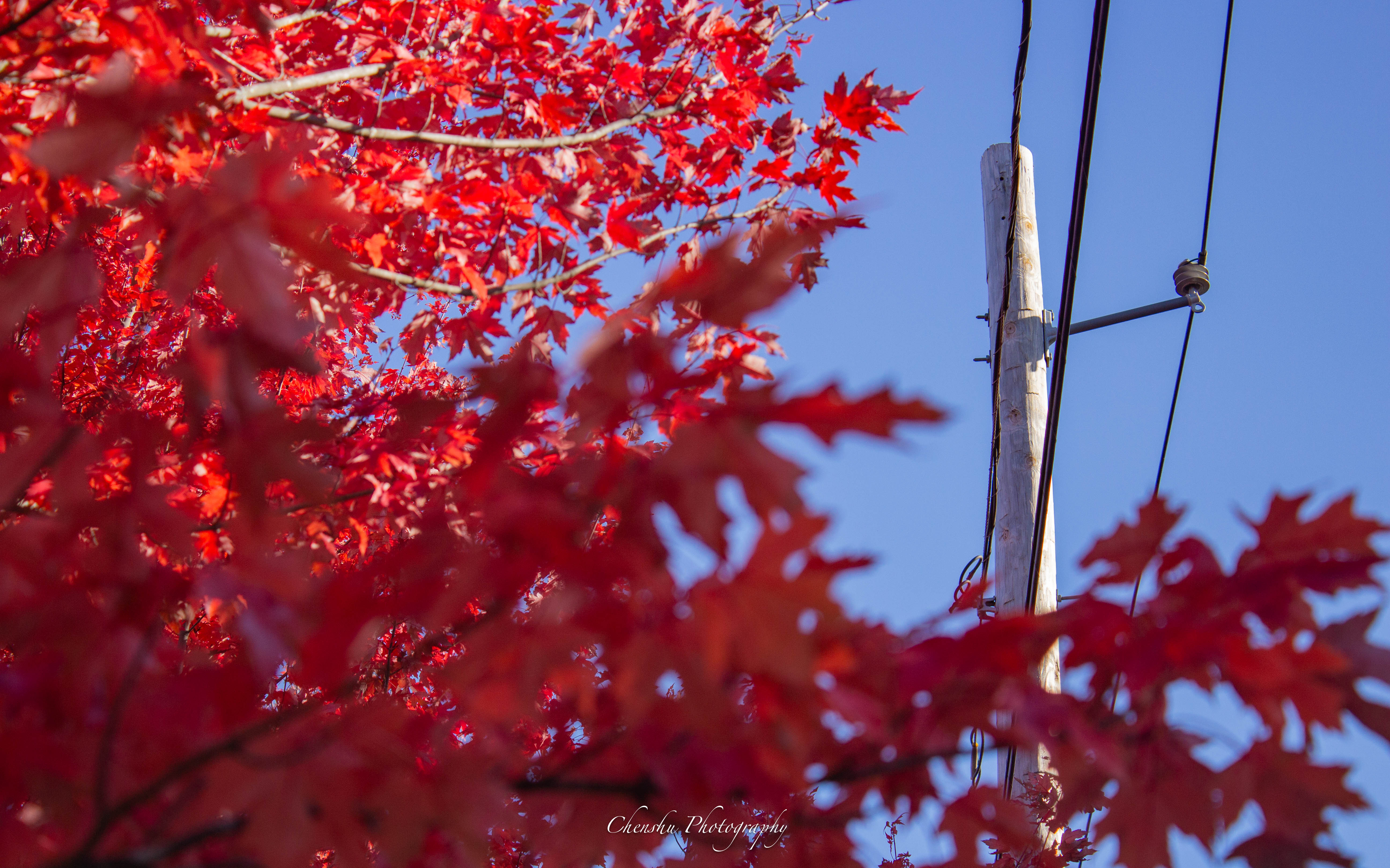 Boston Neighborhood Fall